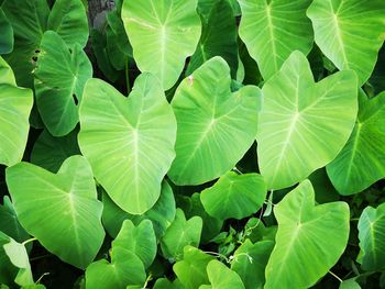 Full frame shot of lotus leaves