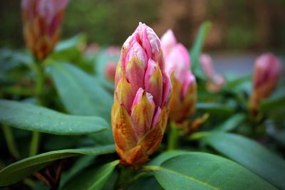 Close-up of flower growing outdoors