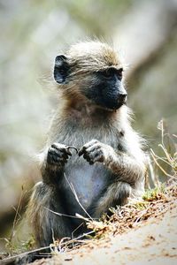 Close-up of animal sitting on land