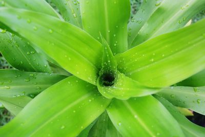 Full frame shot of wet plant