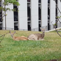 Cat lying on grass