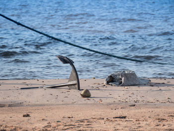 Seagulls on beach