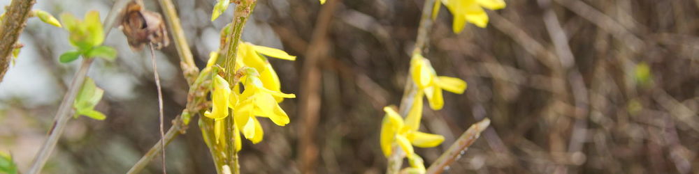 Close-up of yellow flowering plants on field