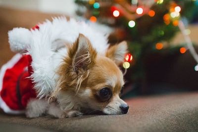 Dog relaxing on christmas tree