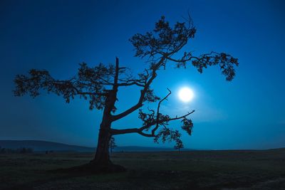 Tree on field against blue sky