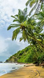 Palm tree by sea against sky