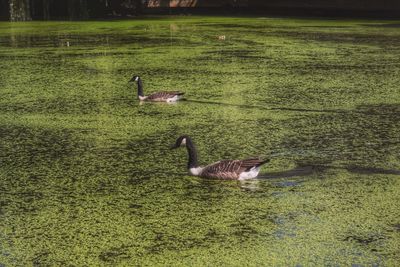 Ducks on a lake