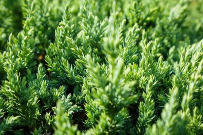 Close-up of fresh green plants