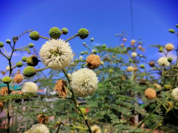 Close-up of flowering plants against clear sky