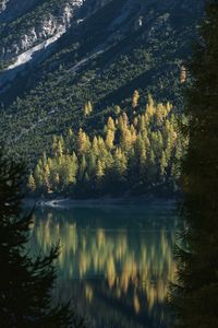 Scenic view of lake in forest