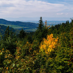 Scenic view of forest against sky