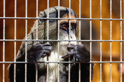 Close-up of monkey in cage