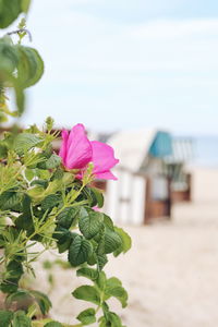 Close-up of pink flower on beach against sky