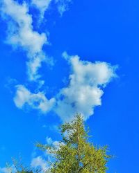 Low angle view of trees against blue sky