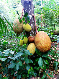 Close-up of fruits on tree