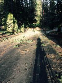 Road passing through forest