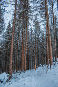 Snow covered trees in forest