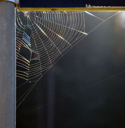 Close-up of spider web