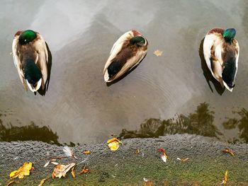 High angle view of swans swimming in lake