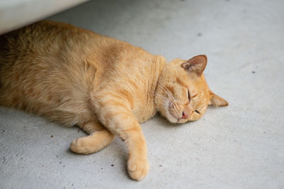 Close-up of ginger cat sleeping on floor