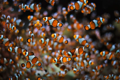 Clown anemonefish amphiprion ocellaris