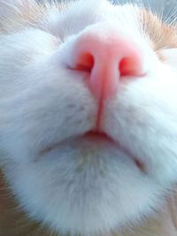 Extreme close up of cat
