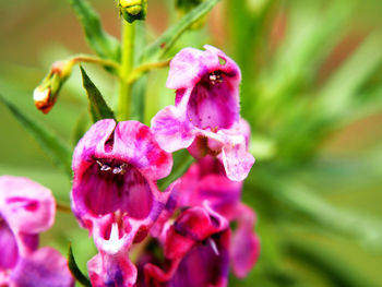 Close-up of pink flowers blooming outdoors