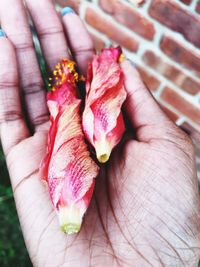 Close-up of hand holding flowers