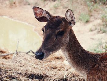 Close-up of deer