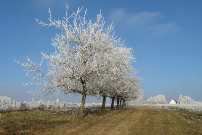 Trees on landscape against sky