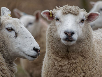 Close-up of sheep