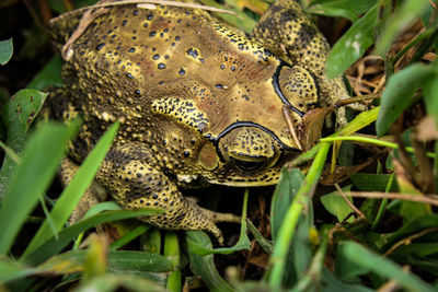 Close-up of frog on land