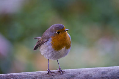 Close-up of bird perching on wood