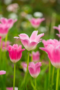 Close-up of pink flowering plants on field