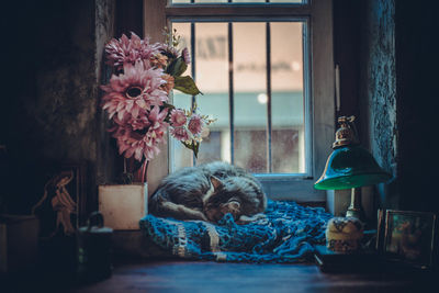 Cat sleeping by vase against window at home