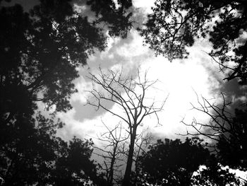 Low angle view of bare trees against sky