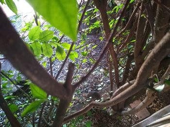 Low angle view of trees growing in forest