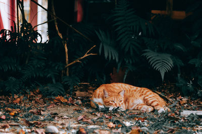 Cat relaxing on a land