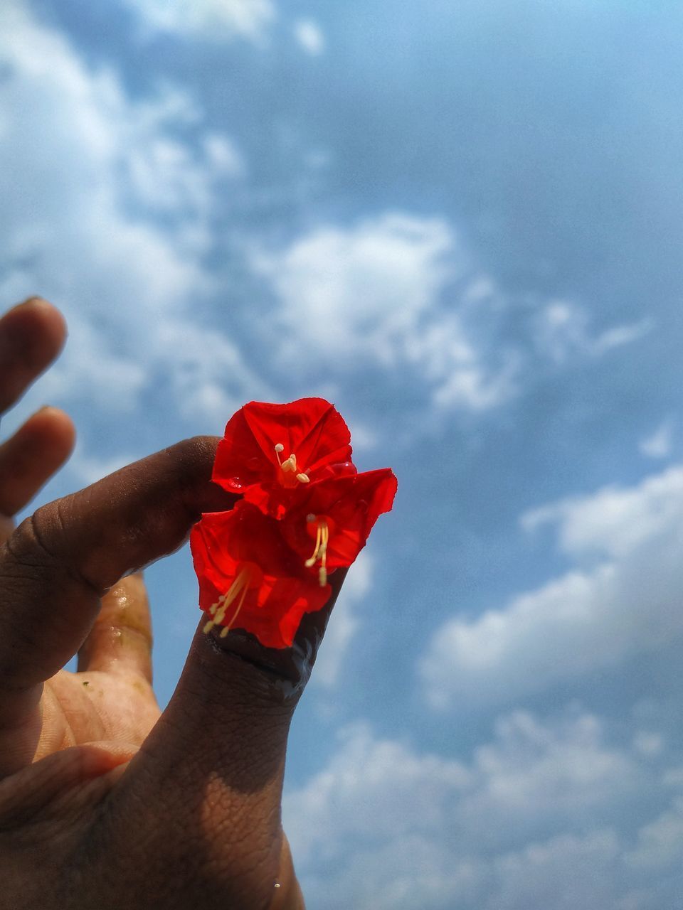 CLOSE-UP OF HAND HOLDING RED ROSE FLOWER