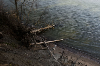 Trees in water