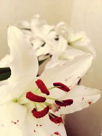 Close-up of white flowers