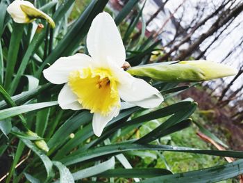 Close-up of raindrops on white flower