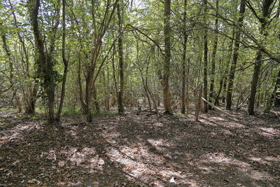 Trees growing in forest