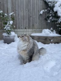 Close up  of cat in the snow in backyard in london. siberian cat playing in garden in the snow