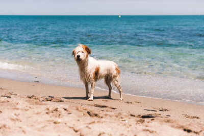 Dog standing on beach