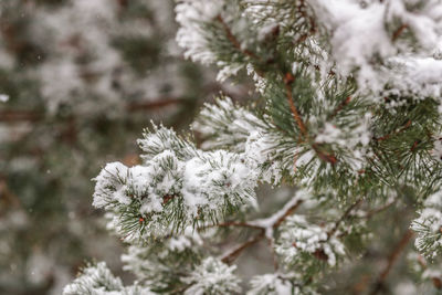 Close-up of frozen plant