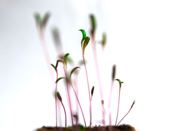 Green fresh new plants in biodegradable pot on white background. seedling at home