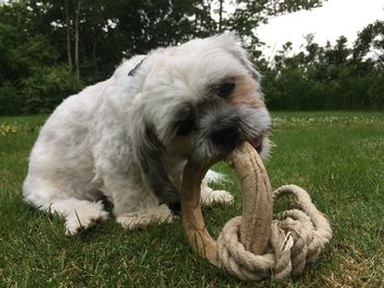 Close-up of dog on grass