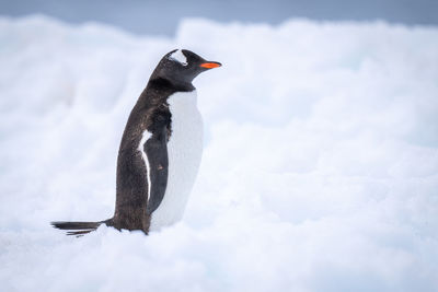 Gentoo penguin stands on snow closing eyes