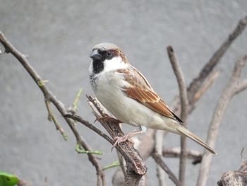 Close-up of bird perching on branch